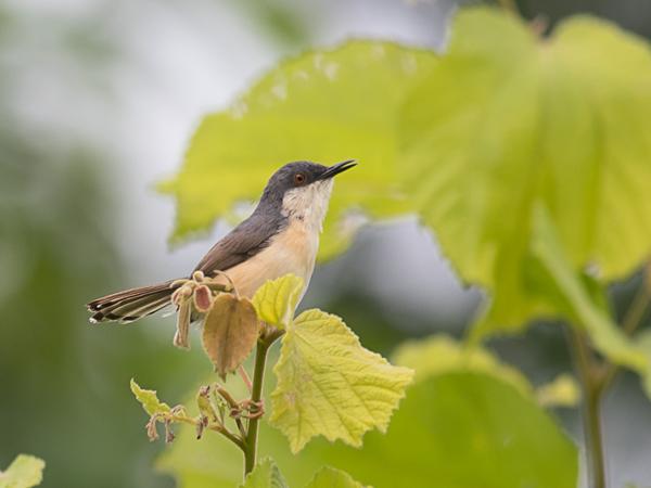 <h3><a href="/trips/srilanka/biota/animalia/chordata/aves/040 passeriformes/088 cisticolidae/prinia socialis/prinia socialis-nl.html">Prinia&nbsp;socialis</a> / Ashy&nbsp;prinia / Grijze&nbsp;prinia</h3>NIKON D500 met AF-S Nikkor 300mm f/2.8G IF-ED VR II, 1/200 sec  bij F6.3, ISO 250, afstand 10.0&nbsp;m